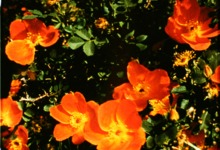 Glimpse of the Garden