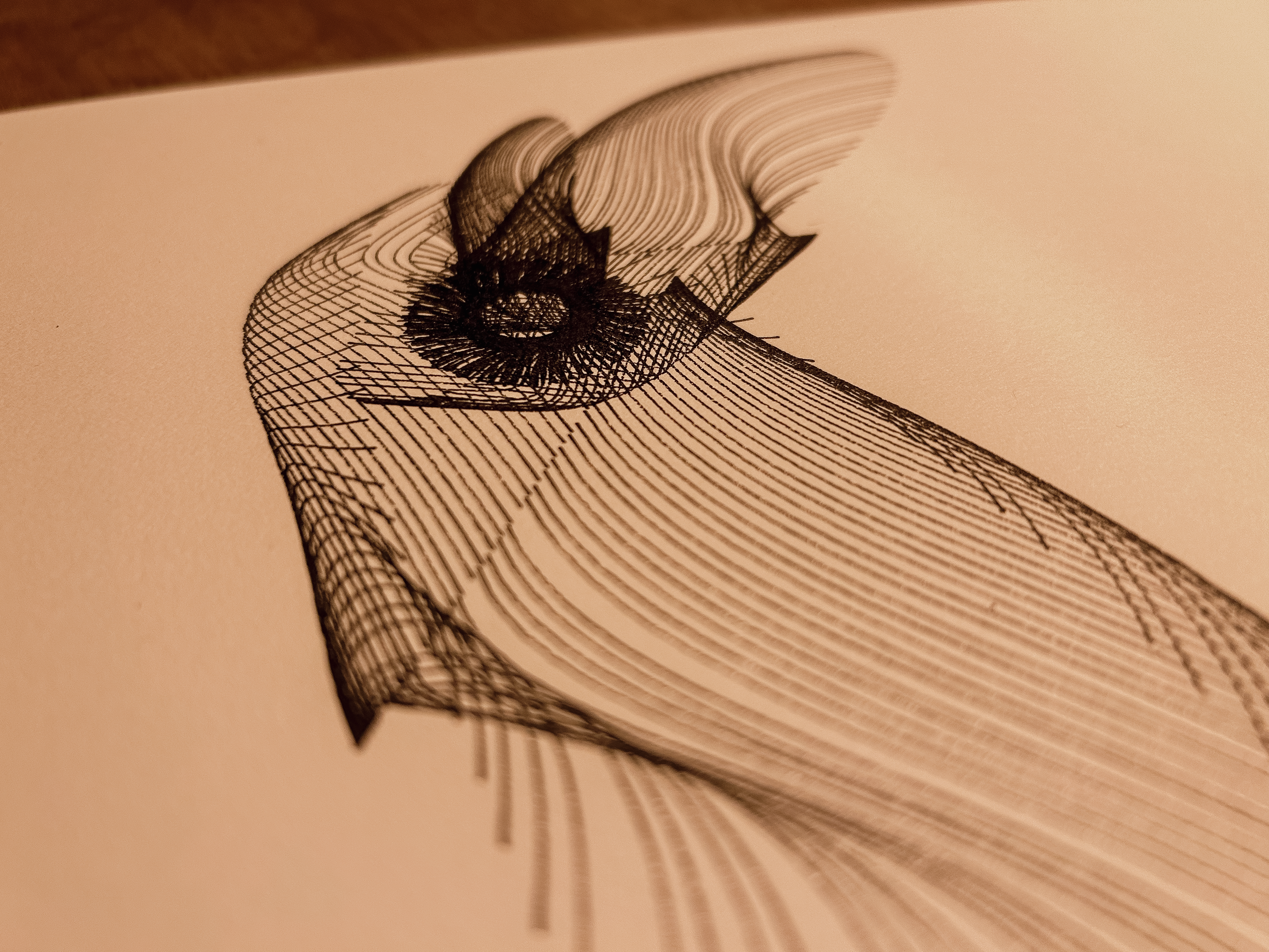 ANATOMY of a rabbit but bird thumbnail