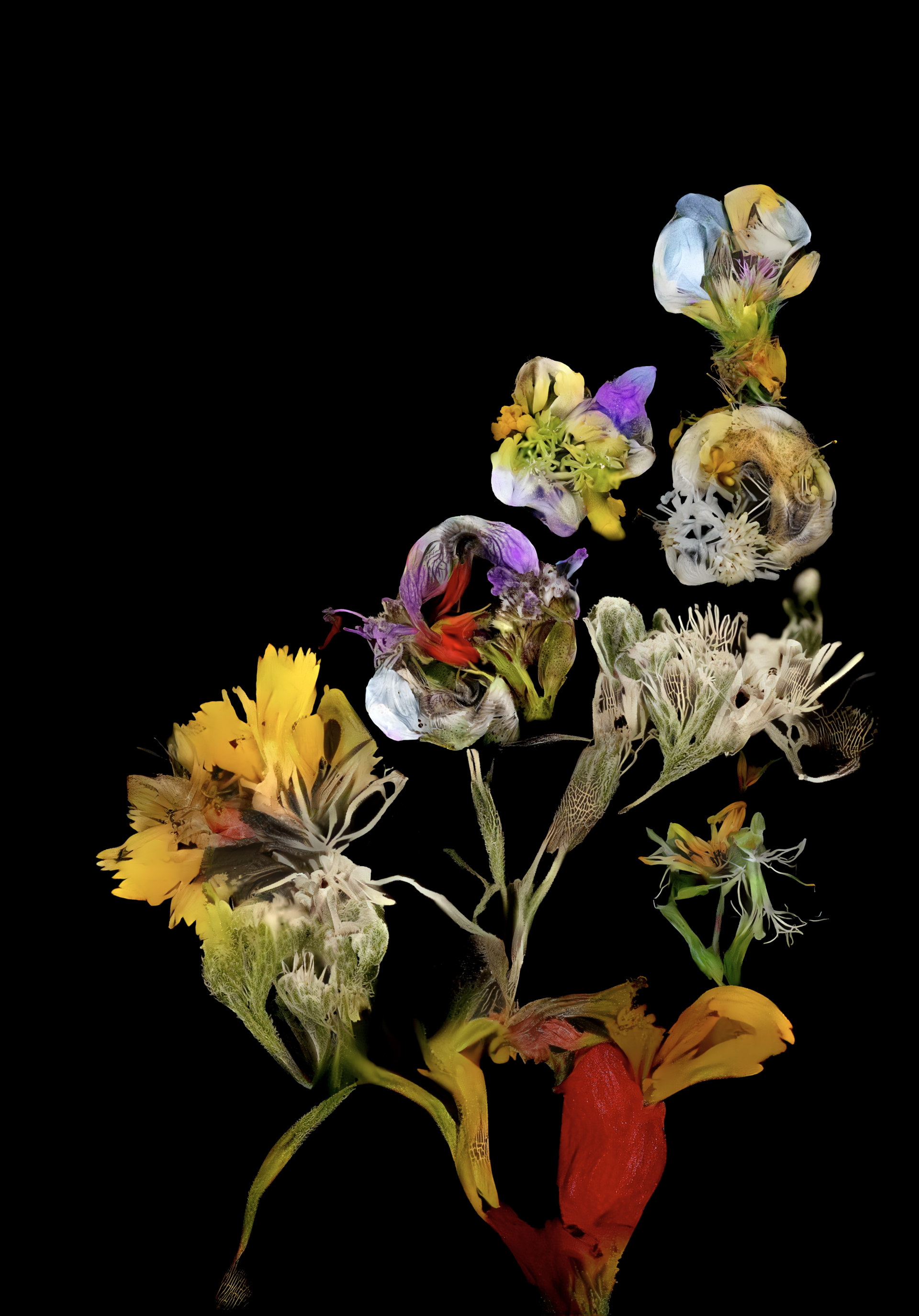hedgerow still life AP
